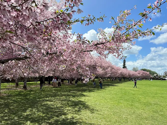 Pink spring blossoms above people walking across the lawn at Jansen Park in Silverdale, Hamilton.