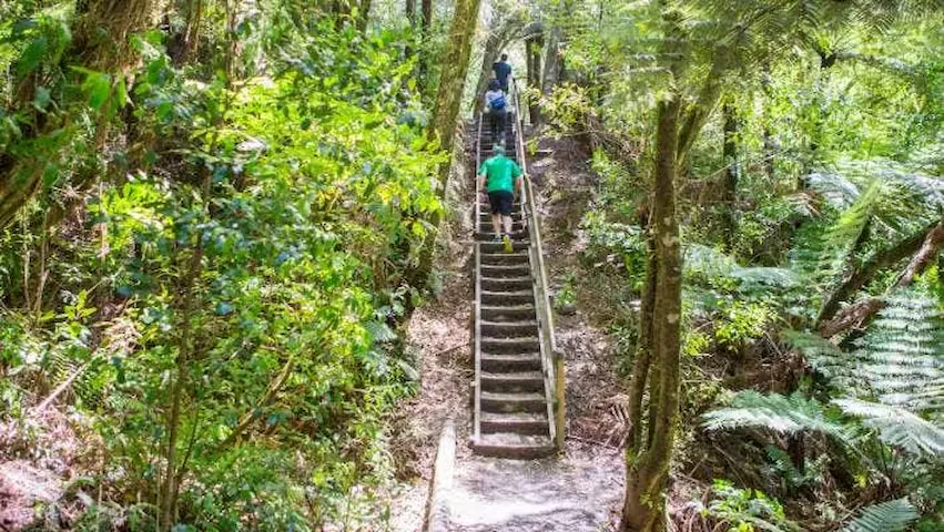 Walkers ascending the wooden staircase track through native forest on the Hakarimata Summit Track.