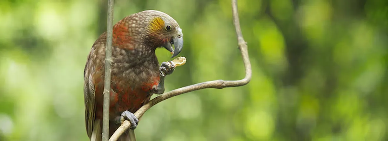 Native kākā parrot perched on a branch inside the predator-free forest at Sanctuary Mountain Maungatautari.