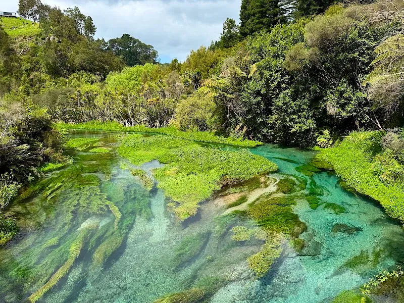Crystal-clear turquoise spring water flowing through vibrant green river weed at Te Waihou Walkway.