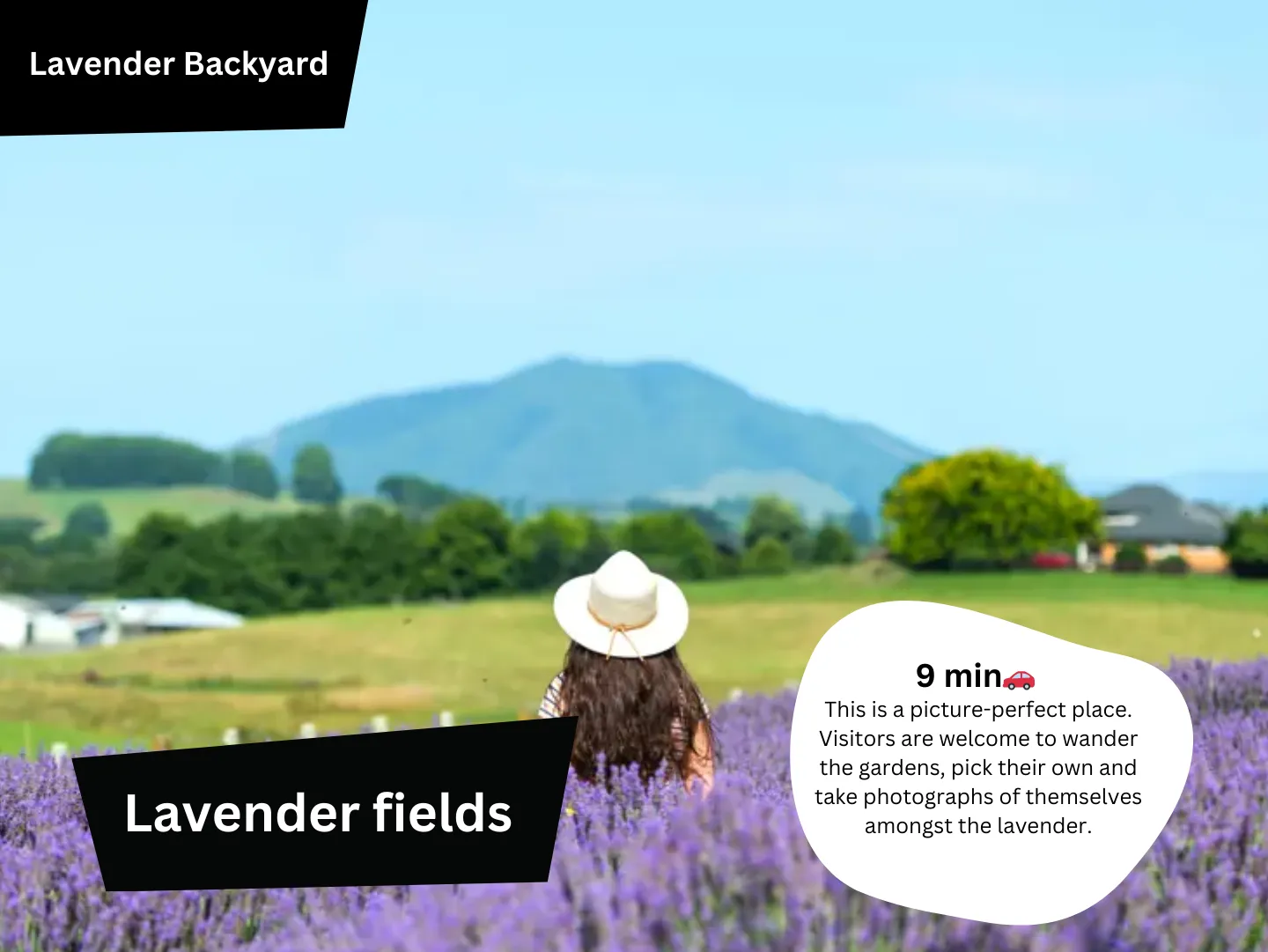 Original guidebook panel: lavender backyard herb farm hamilton
